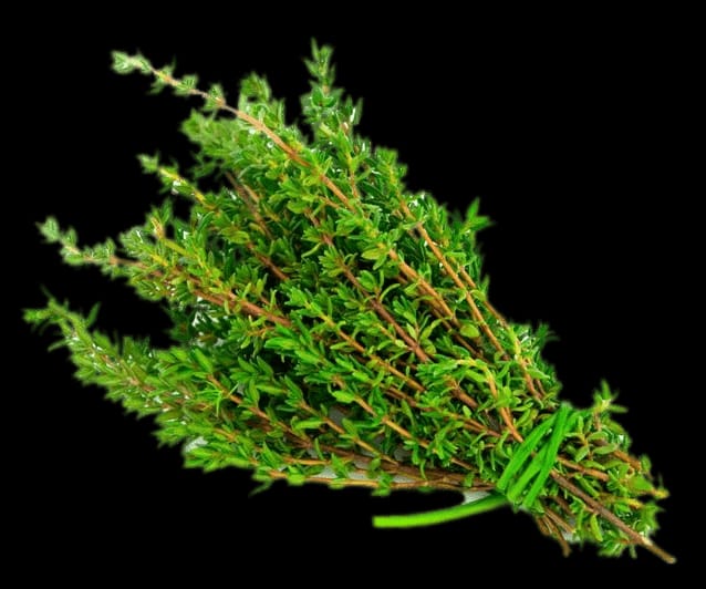 Thyme