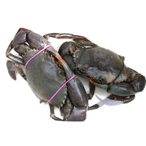 Mud Crab Medium (300G - 500G a crab) (1 kg)