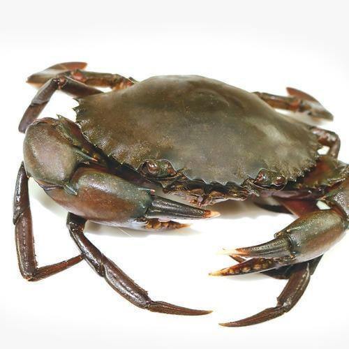 Mud Crab Extra Large (700G - 900G a crab) (1 kg)