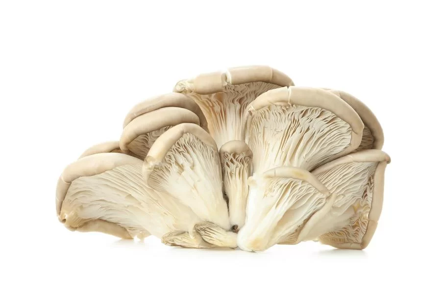 American Oyster