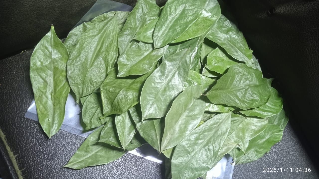 Fresh Soursop Leaves (Graviola) – 100% Natural – 100 Leaves Pack