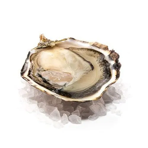 Oysters (1KG)