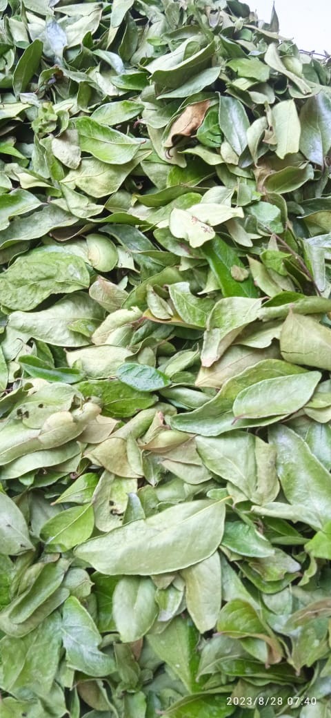 Premium Dried Curry Leaves – 1kg (Natural & Aromatic)