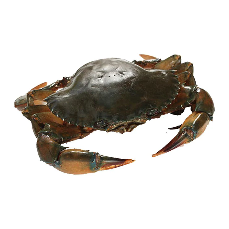Mud Crab Large (500 - 600 a crab) (1 kg)
