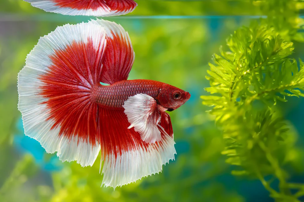 Buy Betta Fish Online in Sri Lanka | DMS AQUARIUM