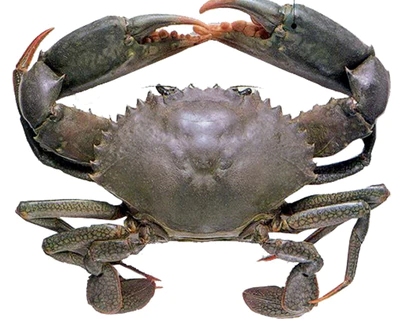 Mud Crab Small (200G - 300G a crab) (1 kg)