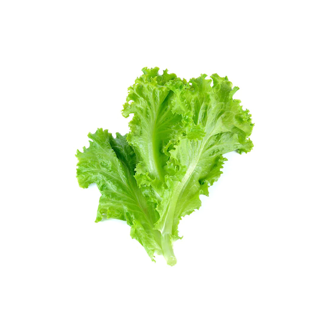 Salad Leaves (Lettuce)