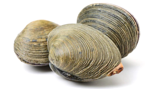 Clams (1KG)