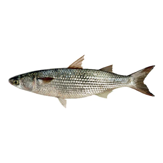 Mullets - Gal Maalu (1kG)