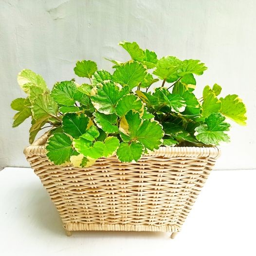 Cane Plant Basket Pot Cover