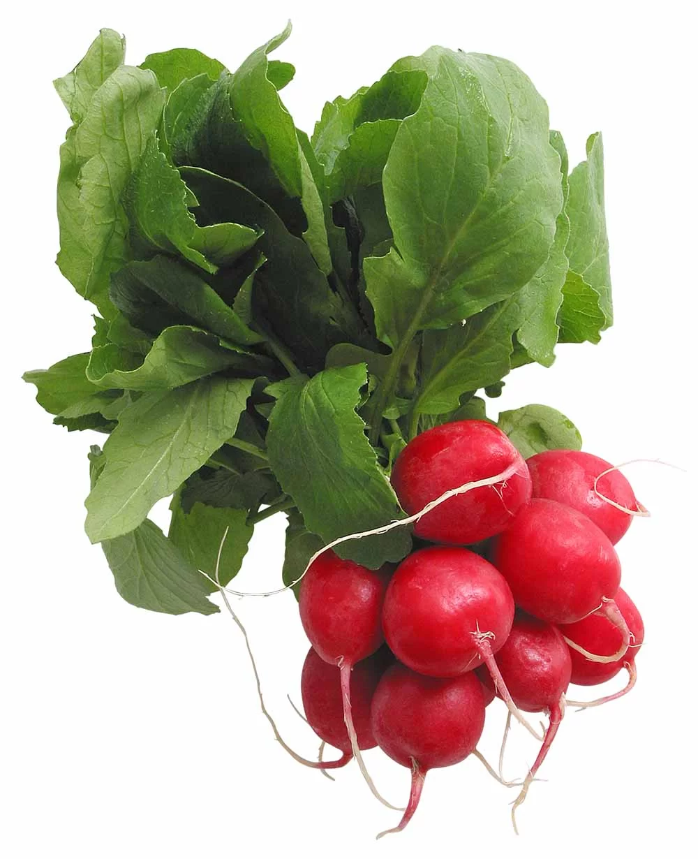 Red Radish