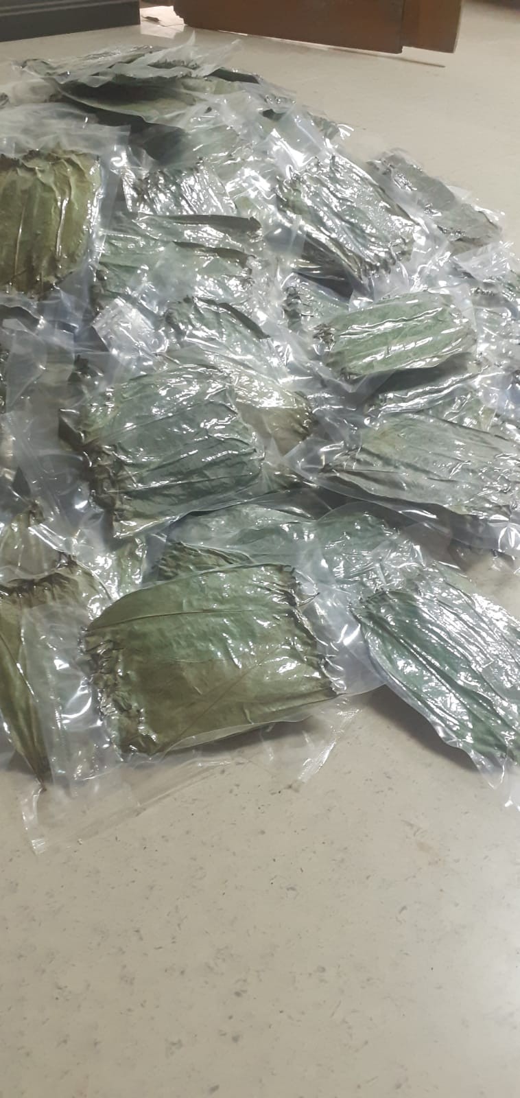View Fresh Soursop Leaves (Graviola) – 100% Natural – 100 Leaves Pack image
