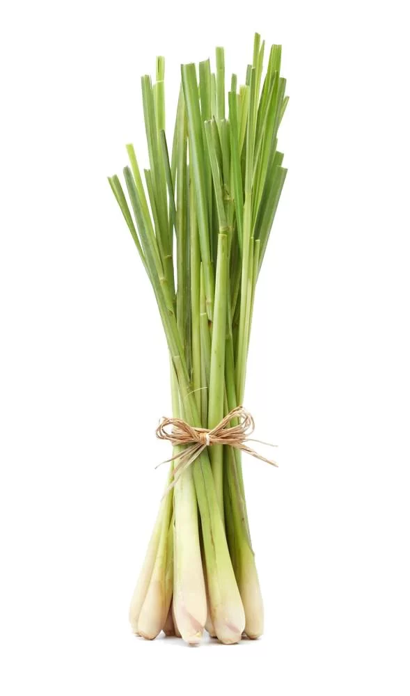 Lemon Grass