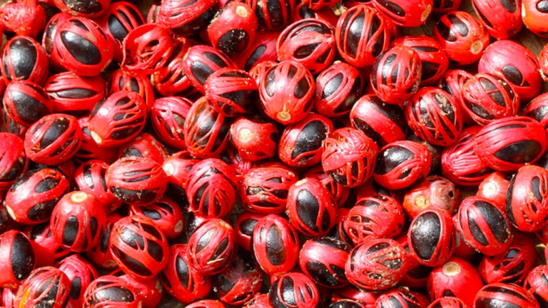 View Nutmeg image