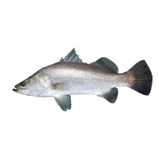 View Fresh Barramundi - Modha ( 1 kg ) image