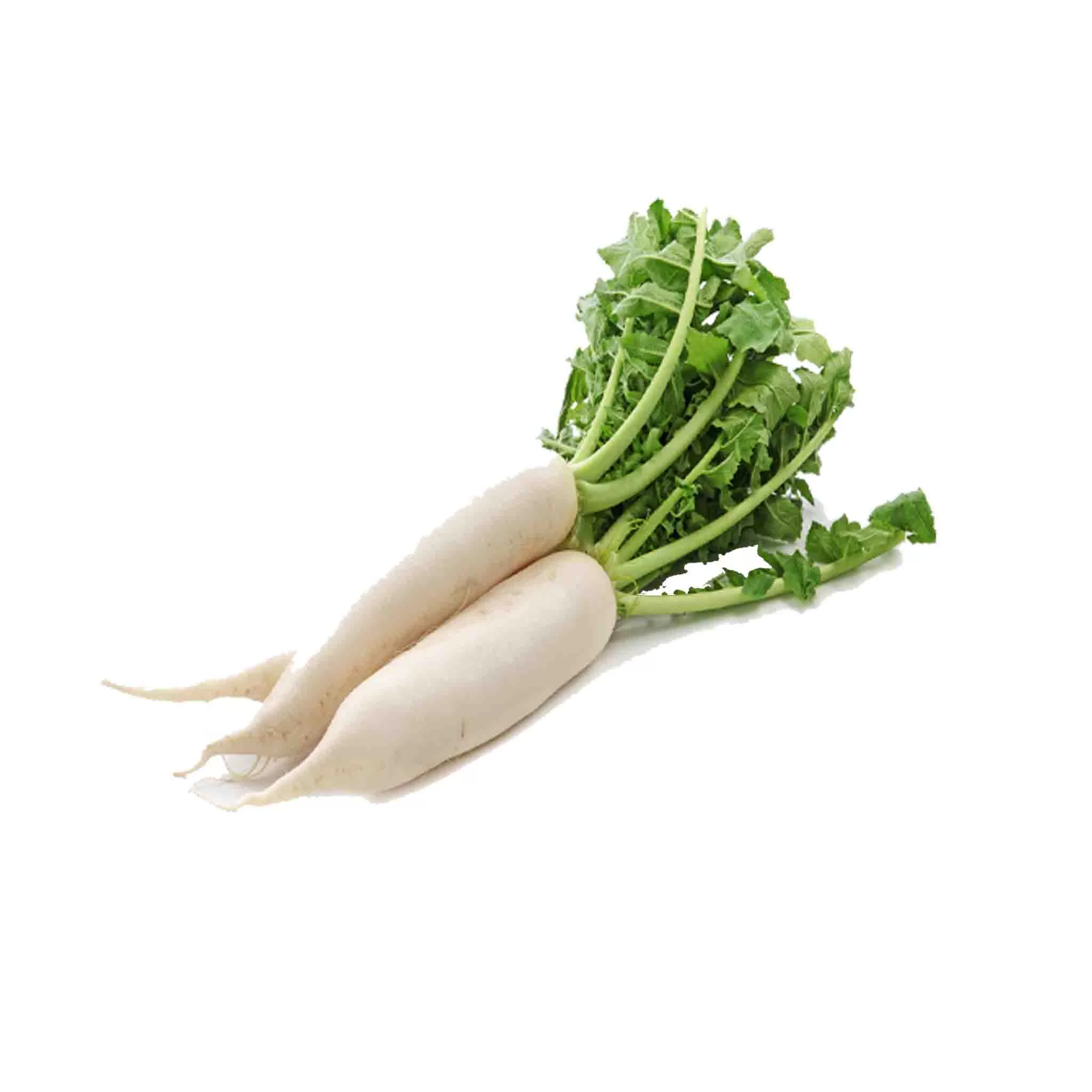 Radish