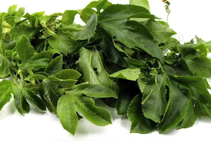 Passion Fruit Leaves