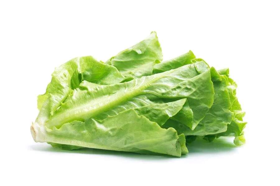 Letuce