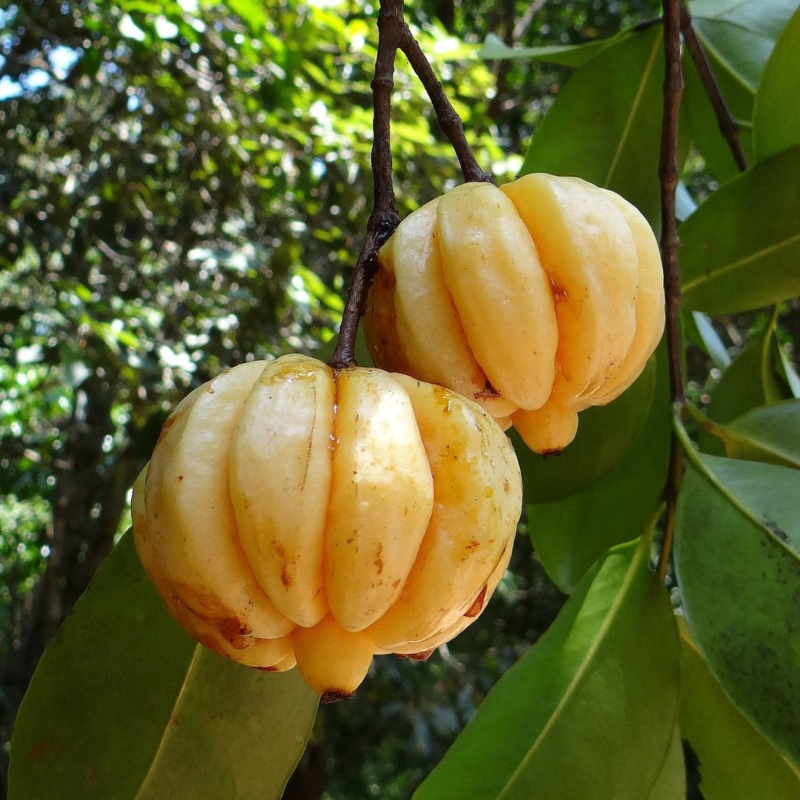 View Garcinia Pieces image