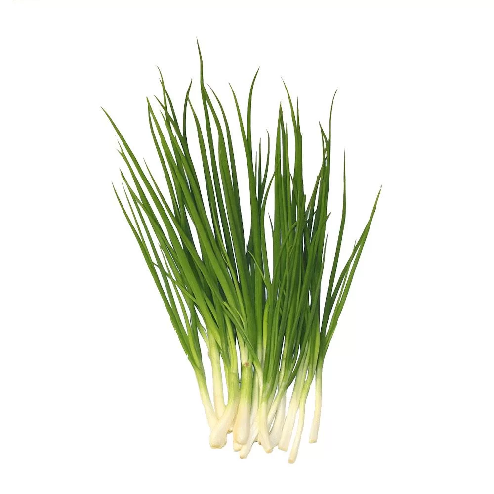 Spring Onion