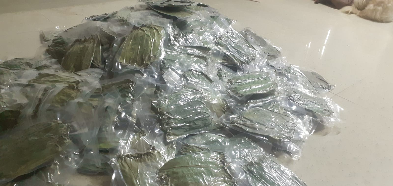 View Fresh Soursop Leaves (Graviola) – 100% Natural – 100 Leaves Pack image