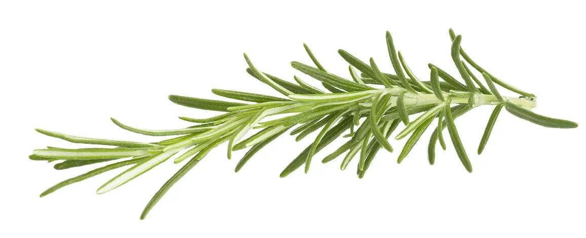 Rosemary
