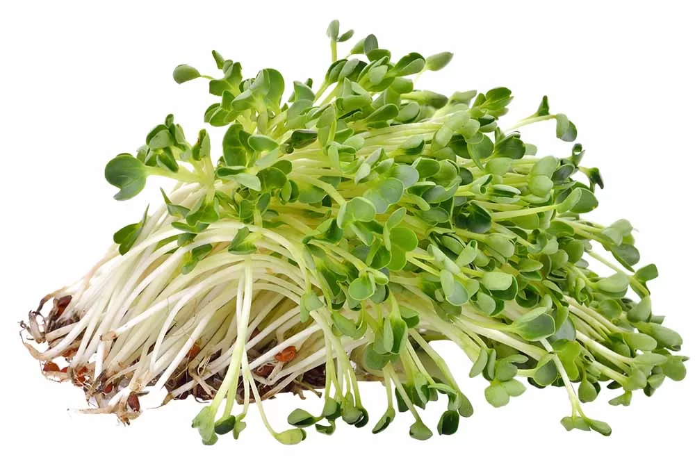 Micro Beans
