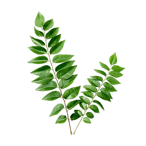 Curry Leaves