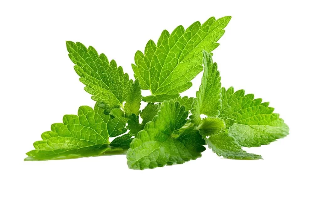 Mint