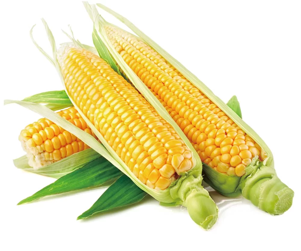Corn