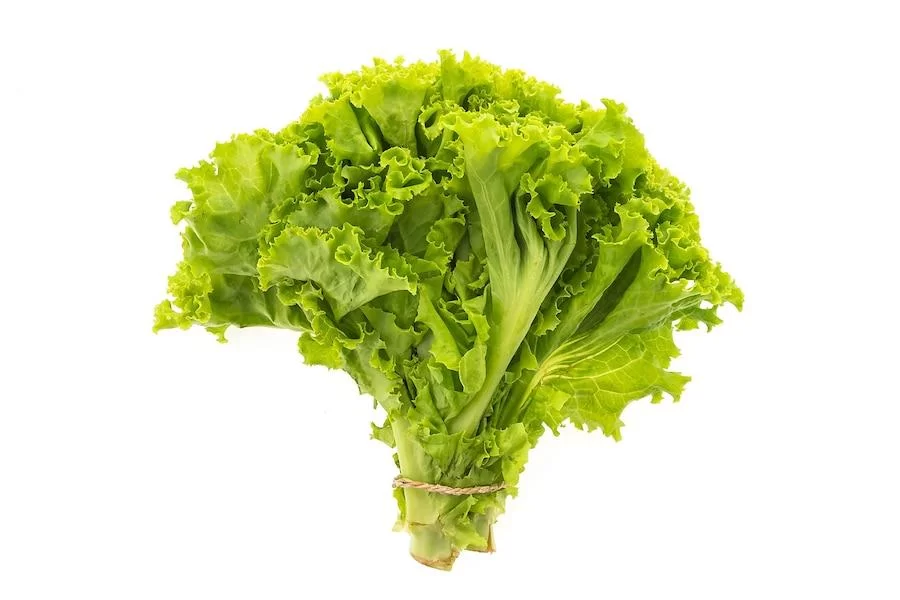 Salad Leaves