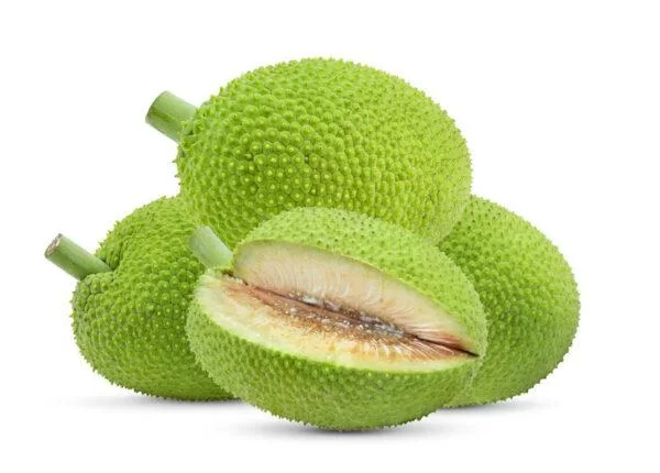Breadfruit