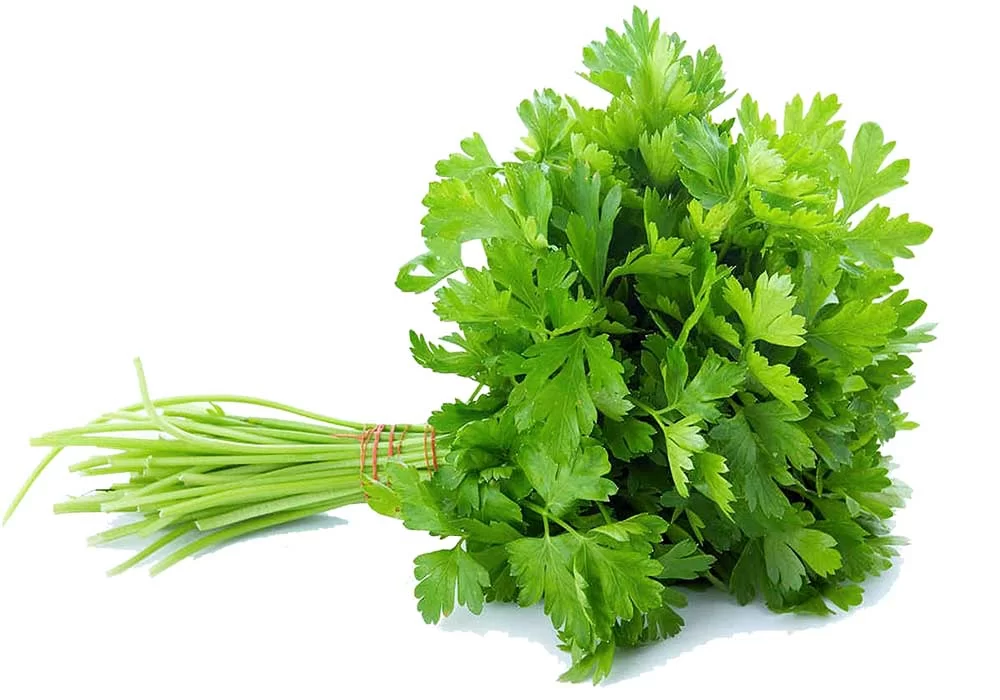 Coriander Leaves
