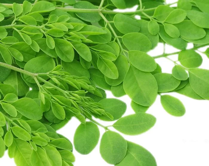 Drumstick Leaves