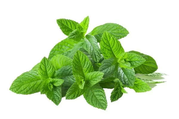 Basil Leaves