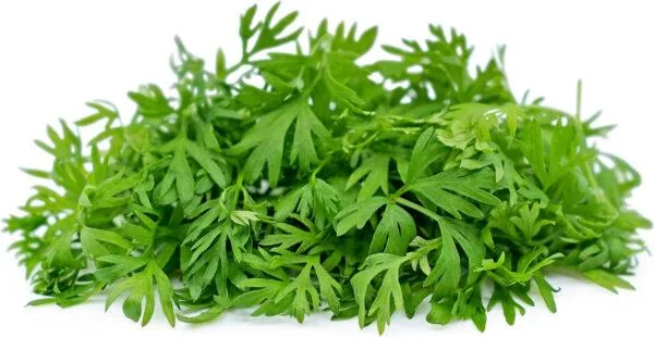 Carrot Leaves
